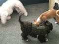 Dogs Playin on Xmas Dogs Playin on Xmas