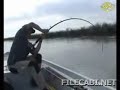 SUPER BIG CATFISH SUPER BIG CATFISH