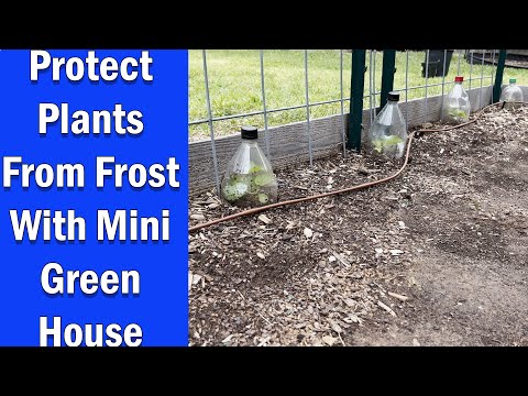 Simple Plant Protection from Frost – The Texas Gardener