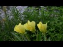 Evening Primrose Evening Primrose