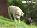 Mascotas adoptadas