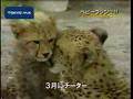 多摩動物公園　ベビーラッシュ！！