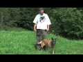 Unza Malinois Update