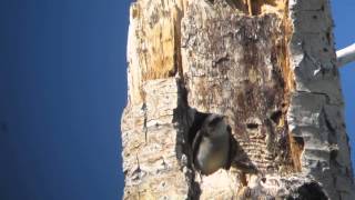 Tree Swallows Video