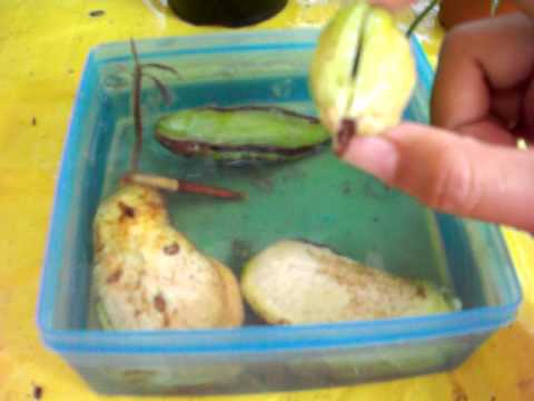 how to grow mango from seed