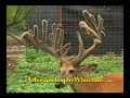 Blackjack - Johnston Trophy Whitetails