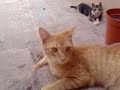 Timi y Bollito en su epica pelea