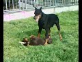 Borg - Dobermann Vs. Dobermann