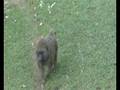 videos de communicate with baboon