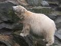 Knut und sein Spielzeug