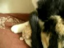 cat baby