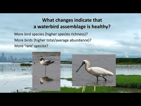 <p>Beyond species counts: What global waterbird trends tell us about wetland health</p>
 video thumbnail