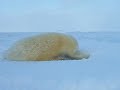 タテゴトアザラシの赤ちゃ�...