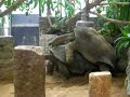 Schildpadden doen geslachtsgemeenschap Schildpadden doen geslachtsgemeenschap