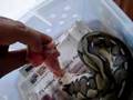 feed-your-snake