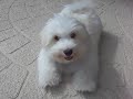 Divot the Dog