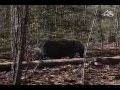 Great hog hunting at Spartan Preserve