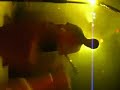 Alter Bridge Live - Metalingus @ Fillmore (Piacenza)