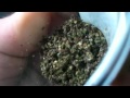 Purple Haze cannabis indica ROOR