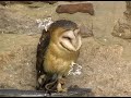 Schnellfilm 