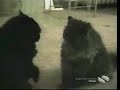 felinos
