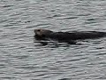 Sea otters in Sitka