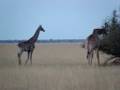 Herd of giraffes running and feeding in Botswana