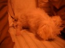 Tofu  scratchy