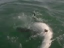 white shark next to boat