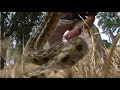 California in Cold Blood - Gopher Snake
