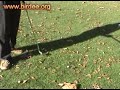 birdee golf tool (high res)