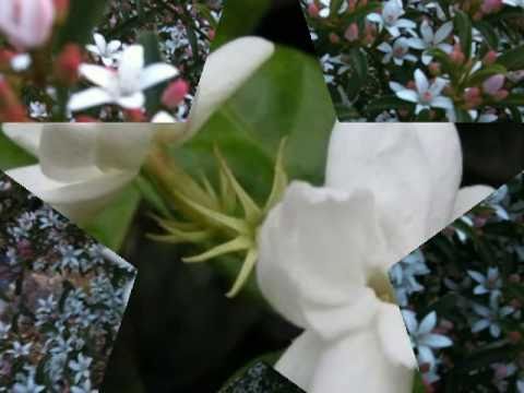 how to fertilize cestrum nocturnum