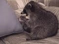 Raccoon chills on couch