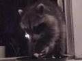 Raccoon chills on couch