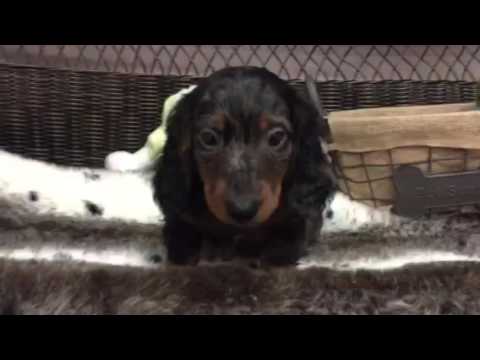 Handsome, AKC dapple, long hair Mini Dachshund