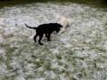 Tommy, Pastore Svizzero Bianco...& Pepe Labrador...2 Tommy, Pastore Svizzero Bianco...& Pepe Labrador...2