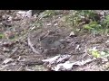Chipping Sparrow (Grabbing Nesting materials?)