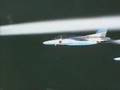 Blue Impulse(JASDF)