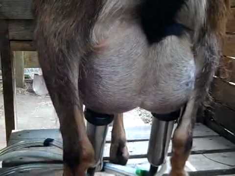 goat milk