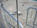 M�we frisst Taube