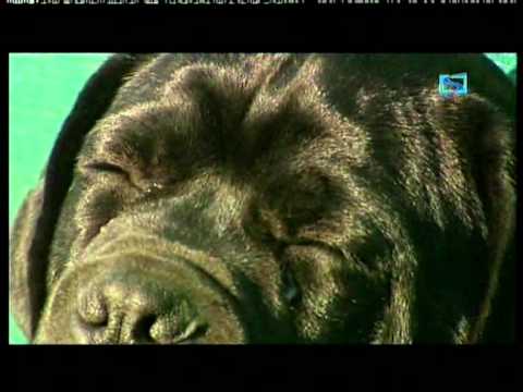cane corso