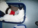 My cat Gato