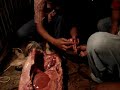 autopsia animal coxquihuiver