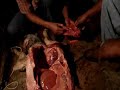 autopsia animal coxquihuiver