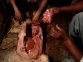 autopsia animal coxquihuiver