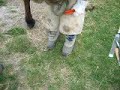 Hoof trimming