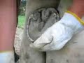 Hoof trimming