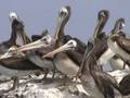 Aves en el norte de Chile: pelícanos y cormoranes