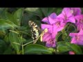 DALBY BEAUTIFICATION ASSOC. - Promotional Online Video