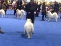 Yeti from Estonia at Eukanuba 2008